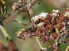 Ancistrocerus bustamente