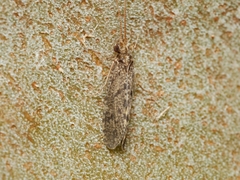 Ecnomidae