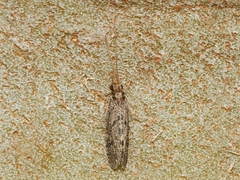 Ecnomidae