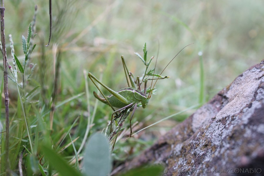 Obolopteryx poecila