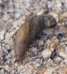 Prophysaon vanattae