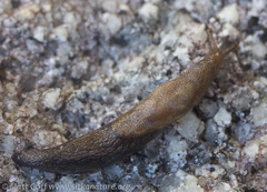 Prophysaon vanattae
