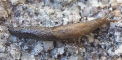 Prophysaon vanattae