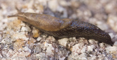Prophysaon vanattae