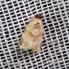 Neocalyptis liratana