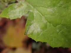 Golovinomyces sonchicola