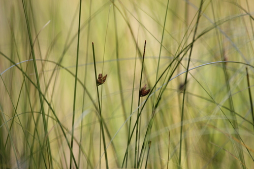 Torrey's bulrush (Schoenoplectus torreyi)