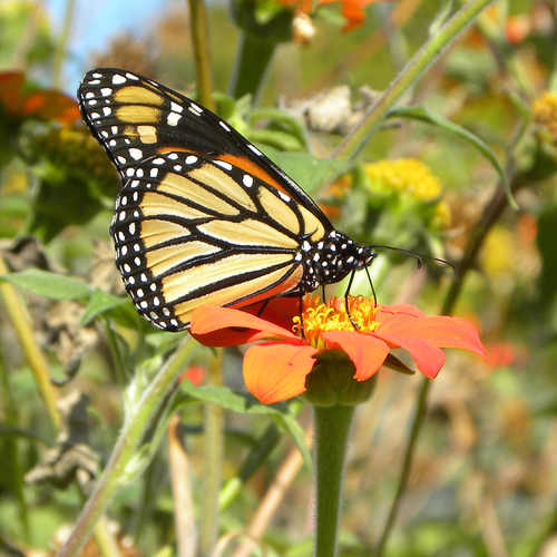 Monarch photographed in Kentucky