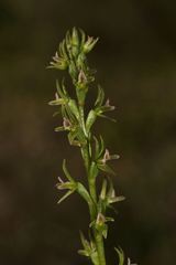 Prasophyllum roseum