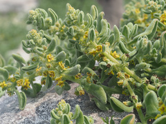 Tetragonia decumbens