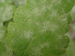 Erysiphe macleayae
