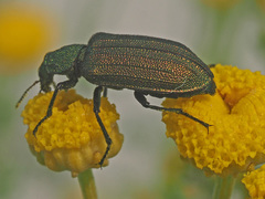 Melyris viridis