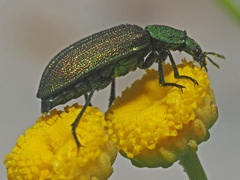 Melyris viridis