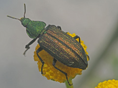 Melyris viridis