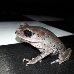 Leptobrachium hasseltii