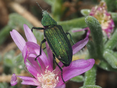 Melyris viridis