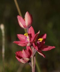 Thelymitra × macmillanii