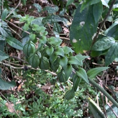 Calanthe
