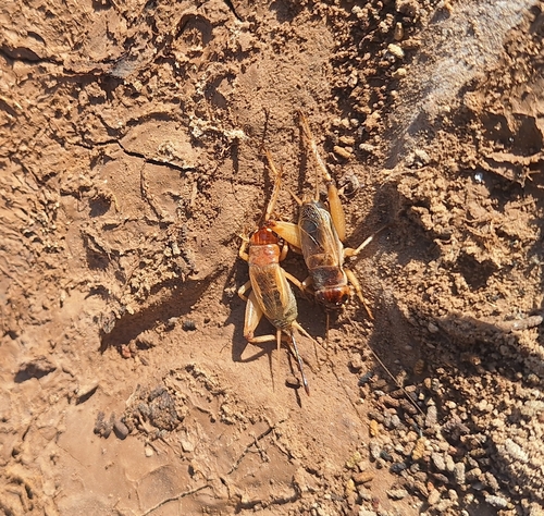 Gryllus capitatus