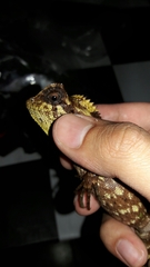 Gonocephalus kuhlii