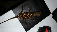 Gonocephalus kuhlii