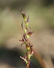 Prasophyllum subbisectum
