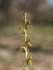 Prasophyllum subbisectum