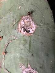 Steatoda nobilis
