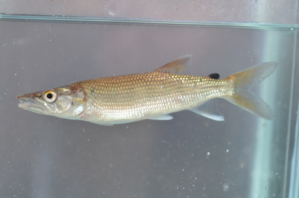 Kafue Pike
