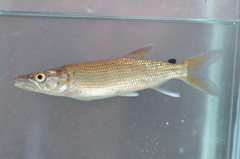 Kafue Pike photo 1