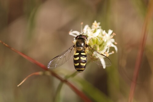 Unknown species found near Ravalli County, MT, USA