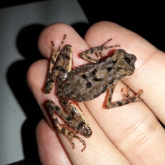 Leptophryne borbonica