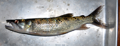Kafue Pike photo 2