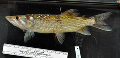 Kafue Pike photo 3