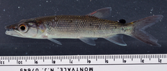 Kafue Pike photo 4