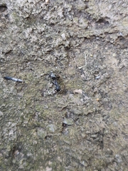 Myrmarachne inermichelis