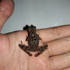 Leptophryne borbonica