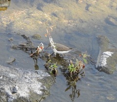 Actitis hypoleucos