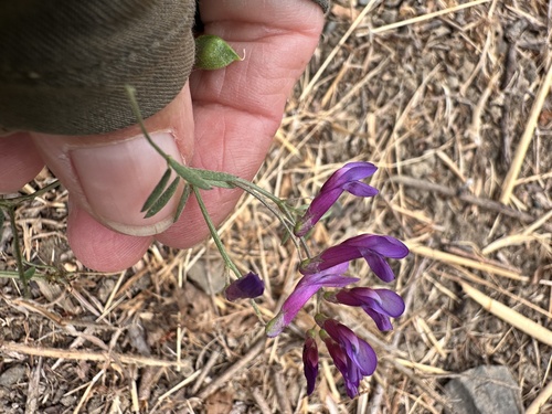 Woolly Pod Vetch (Vicia eriocarpa)