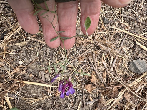 Vicia eriocarpa, photograph 6