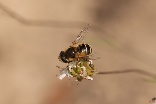 Unknown species found near Ravalli County, MT, USA