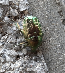 Protaetia orientalis