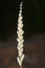 Enneapogon cenchroides