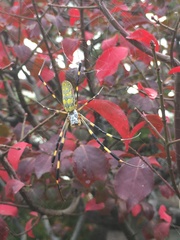 Trichonephila clavata