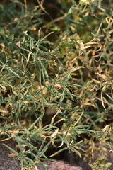 Lepidagathis trinervis