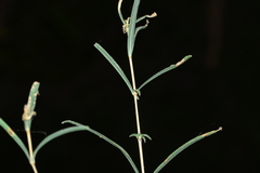 Lepidagathis trinervis