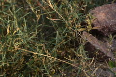 Lepidagathis trinervis