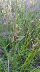 Bolboschoenus caldwellii