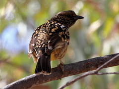 Chlamydera guttata