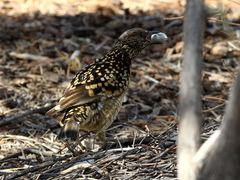 Chlamydera guttata